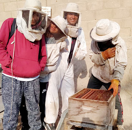d'apiculture